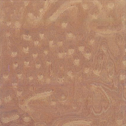 Bird's Eye-2-305 Bird's Eye-2-305